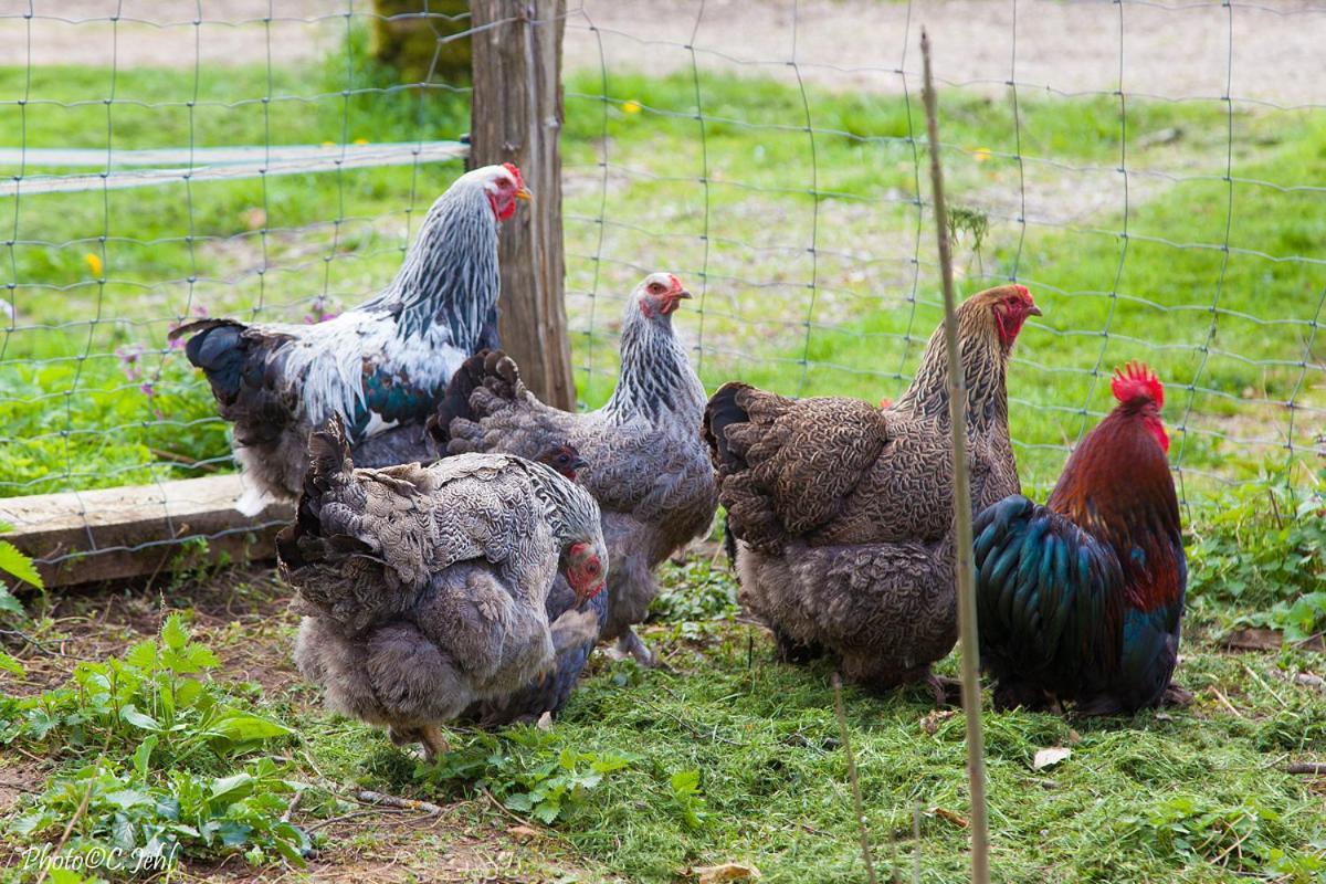 L'Ane A Plumes Βίλα Coisia Εξωτερικό φωτογραφία